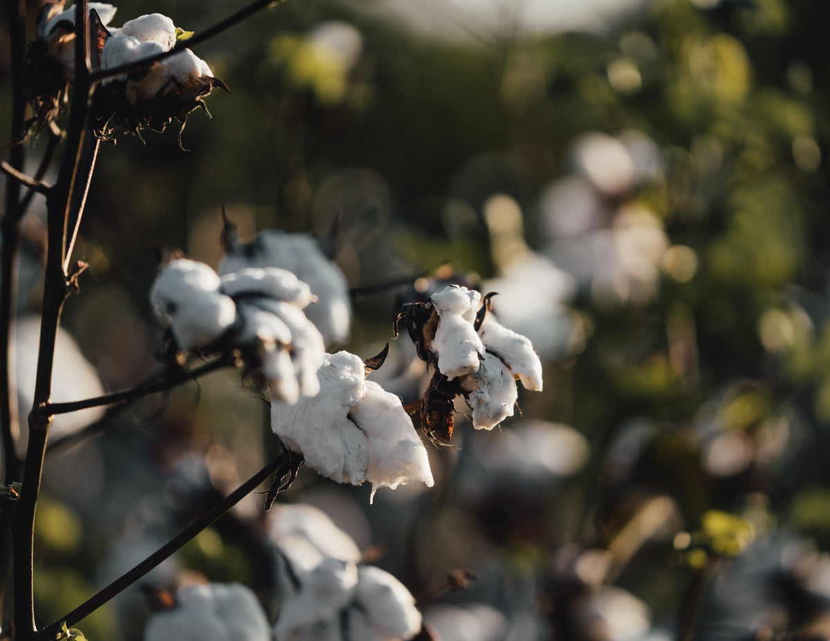 Why organic cotton is the best choice for sensitive skin
