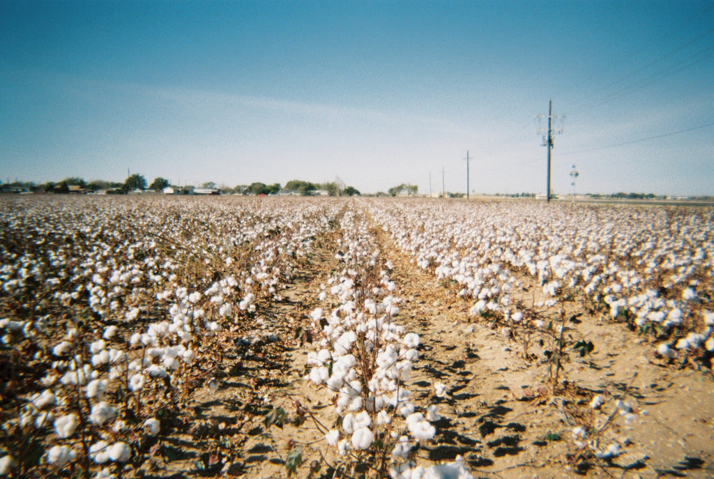 What is Pima cotton? The complete guide to Pima cotton