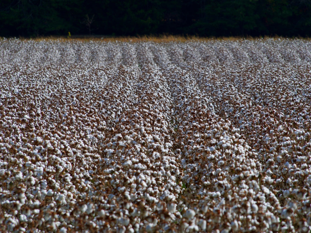 hypoallergenic organic cotton