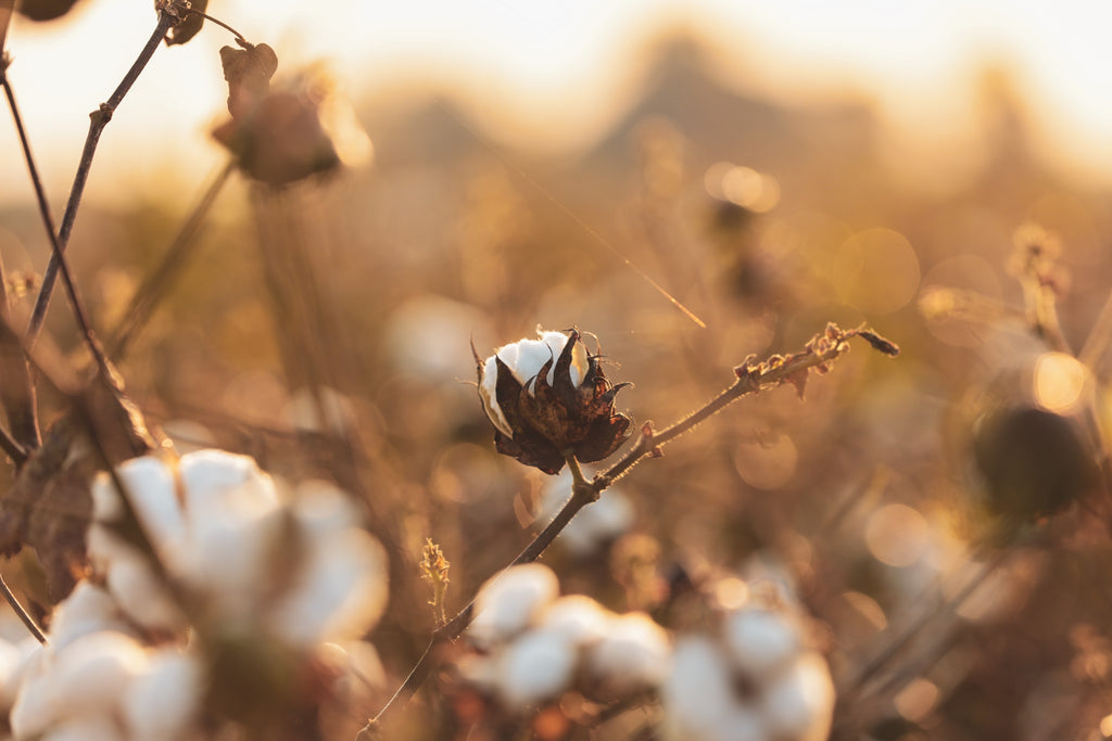 Everything you wanted to know about growing cotton