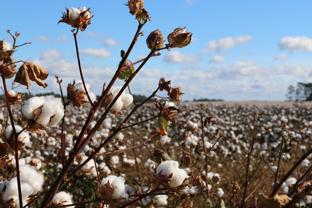 Pima cotton vs. regular cotton: What's the difference?